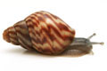 Achatina balteata infrafusca Congo juvenil 2,5cm